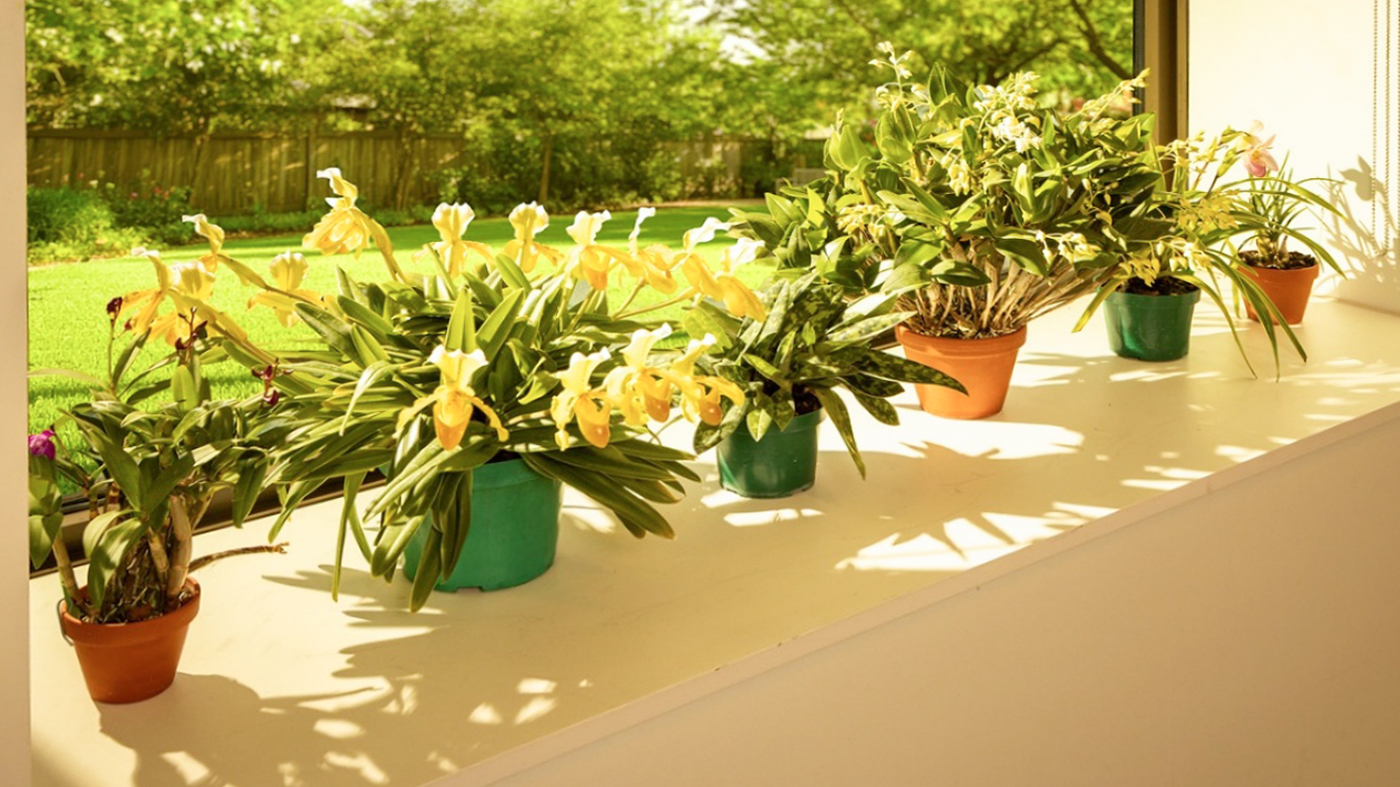 Orchid: Getting enough light