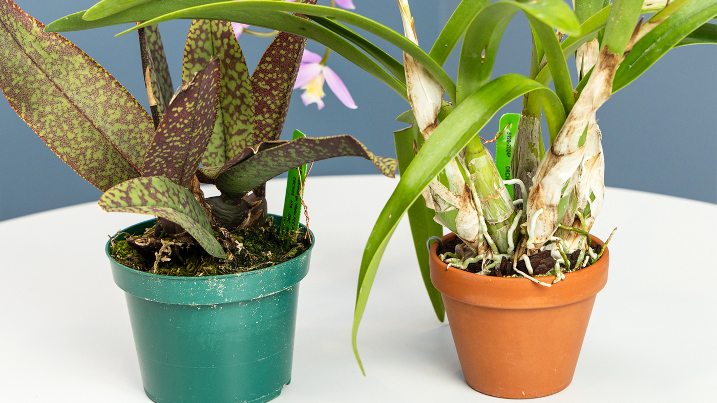 Orchid: Watering tips