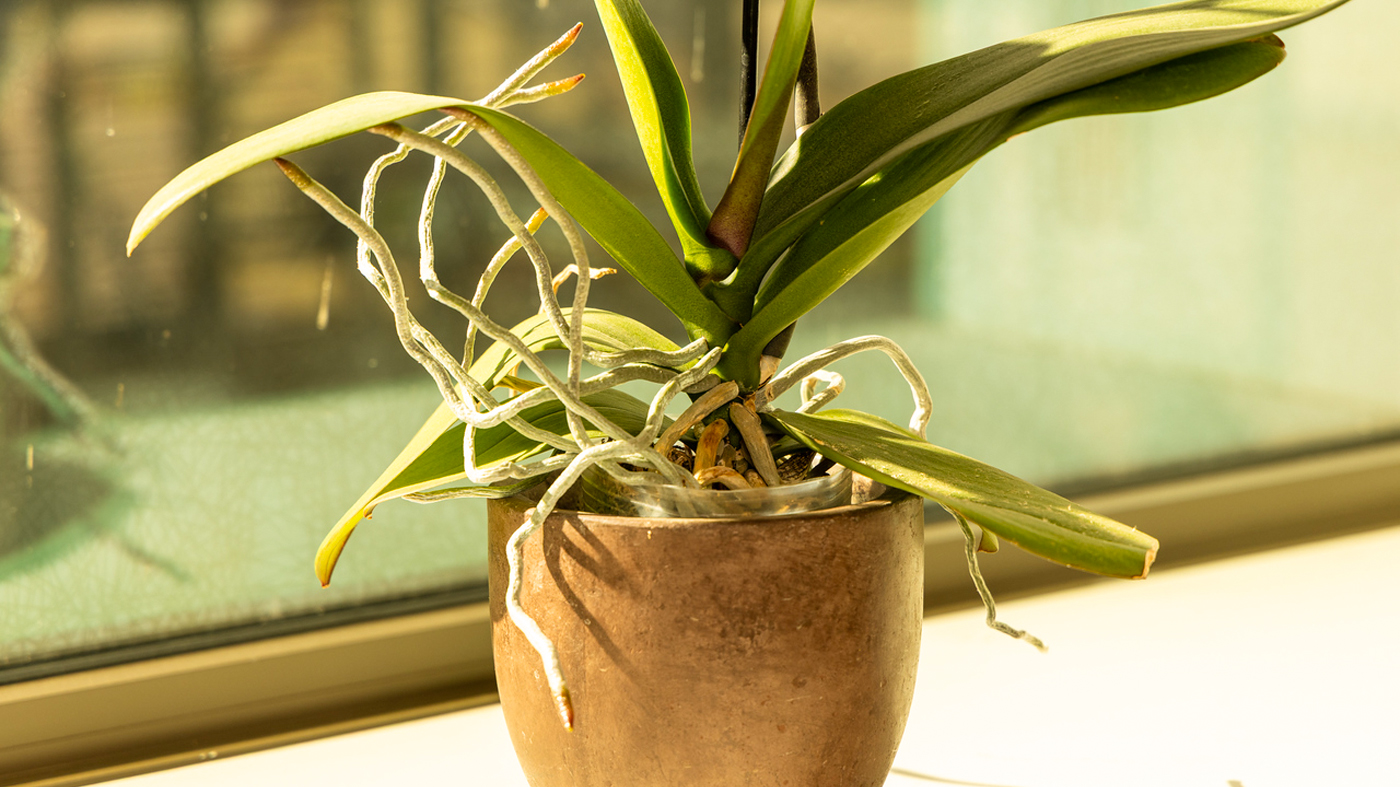 Orchid: Nutrition and fertilizer