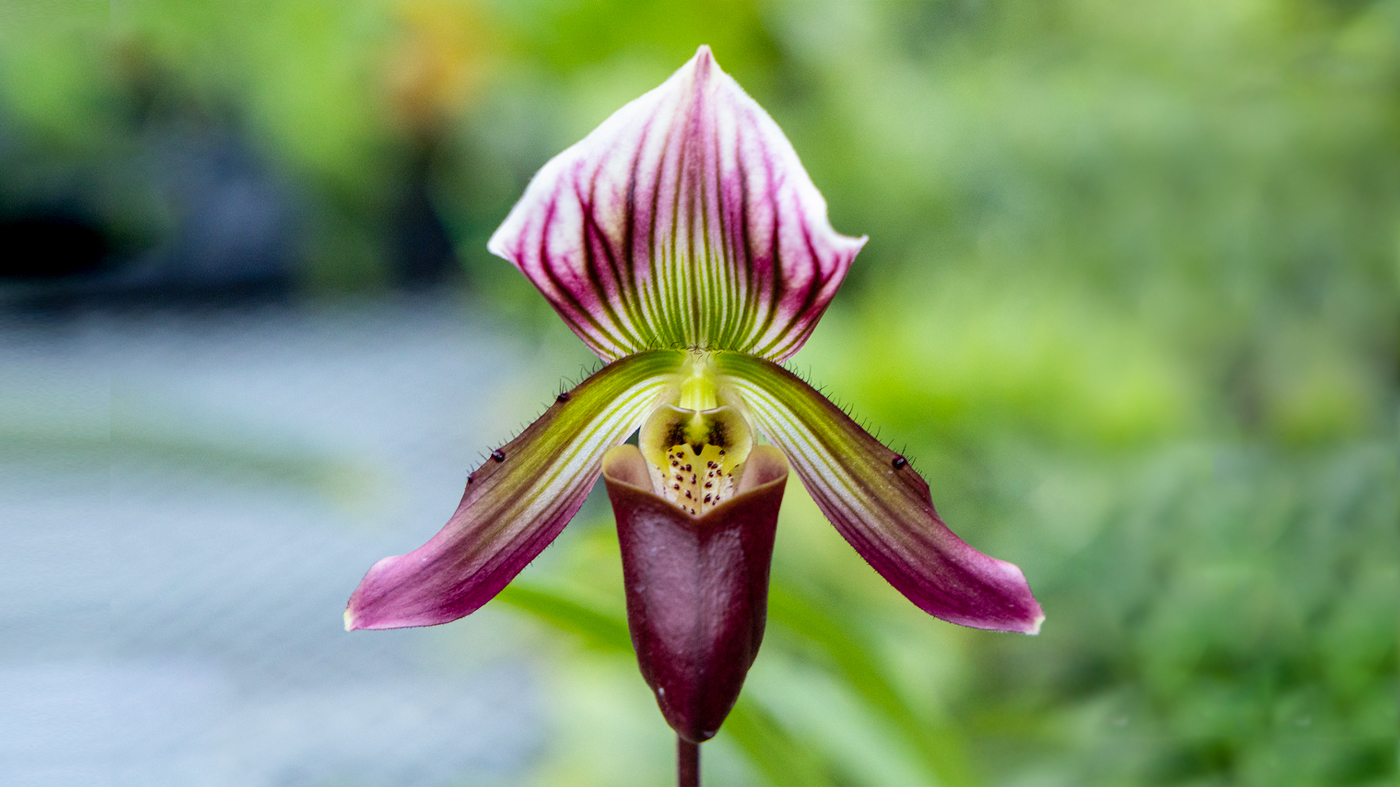 Orchid: Flowering time