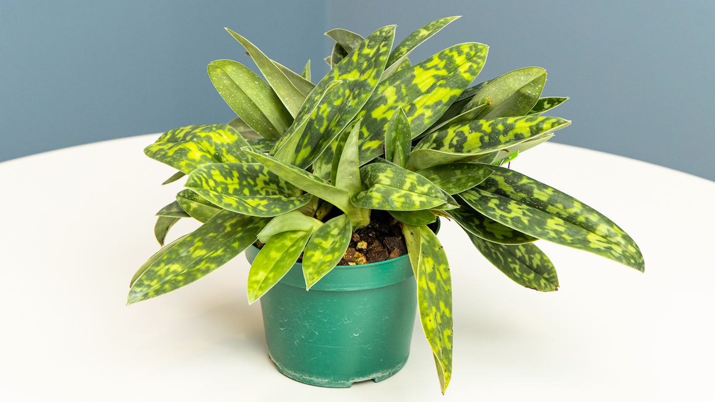 Orchid: How to care for an orchid after it is done flowering