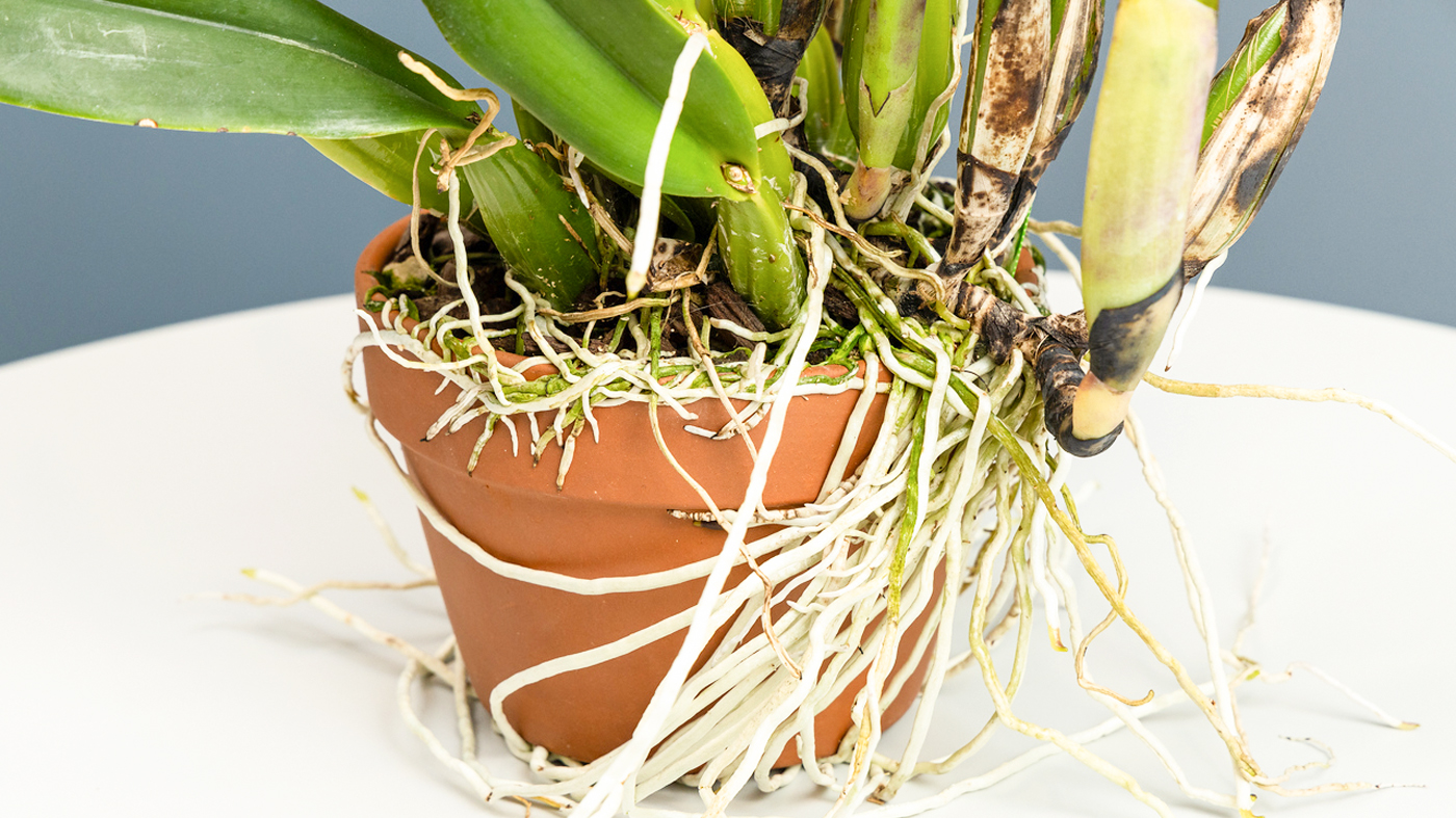 Orchid: Repotting orchids