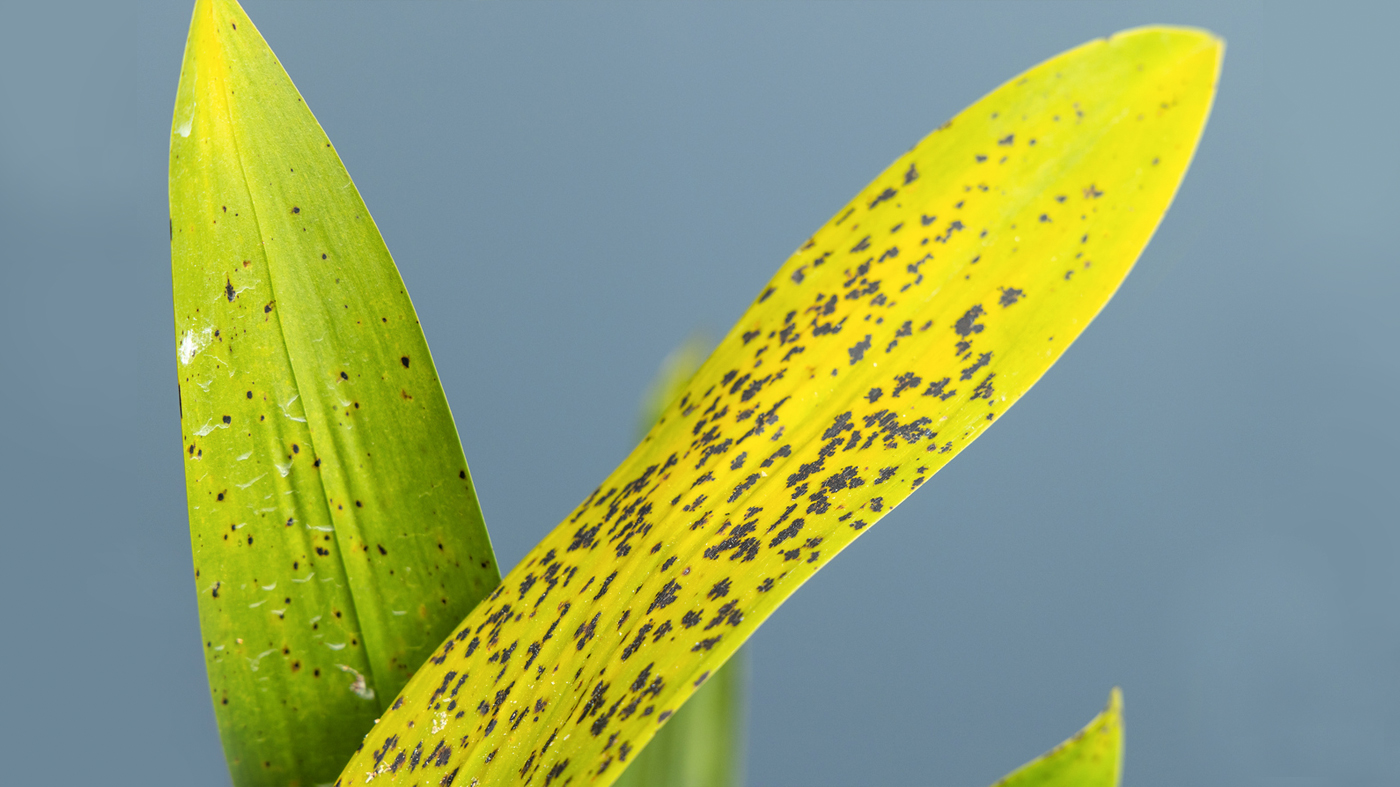 Orchid: Common orchid pests and problems