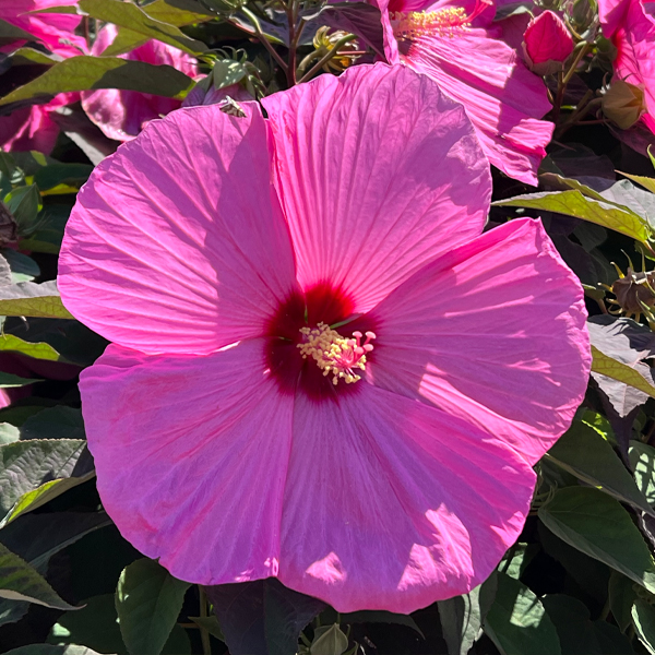 Hibiscus moscheutos HEAD OVER HEELS-Adore