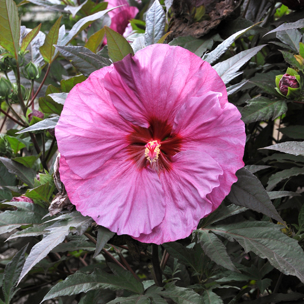 Hibiscus 'Berry Awesome' 