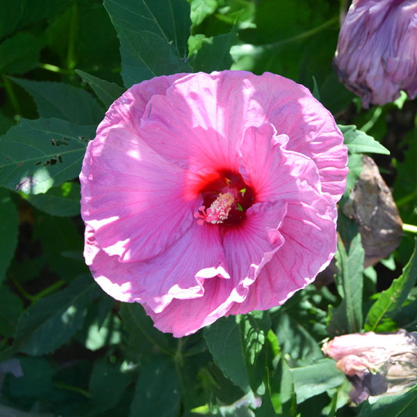 Hibiscus 'Berrylicious'