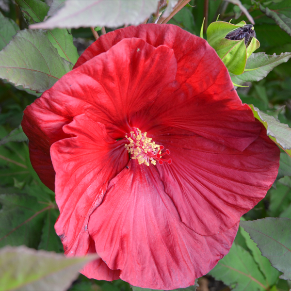 Hibiscus 'Cranberry Crush