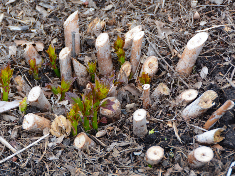 Shoots emerging among winter stubs