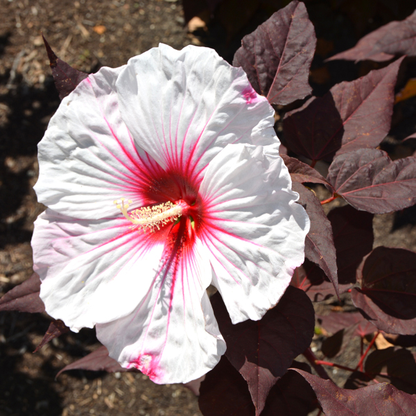 Hibiscus 'Dark Mystery'