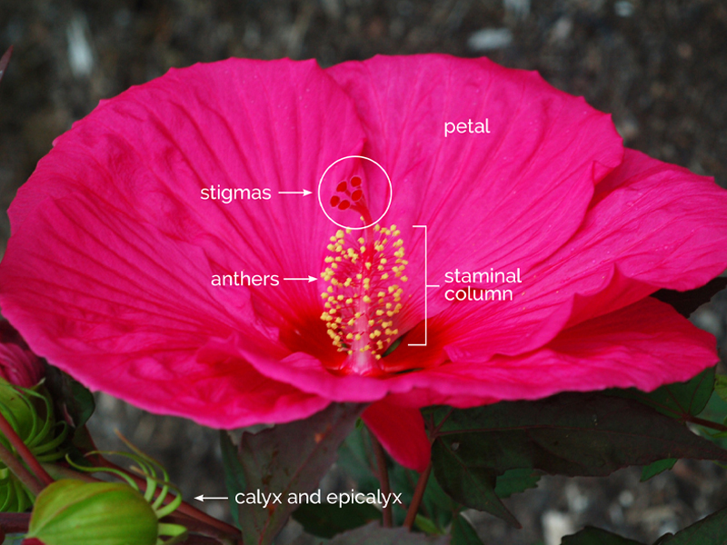 Hibiscus diagram