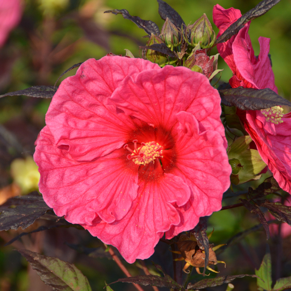 Hibiscus 'Evening Rose'
