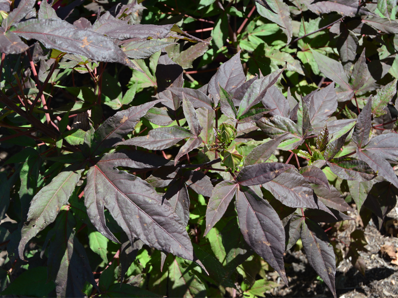 Hibiscus 'Evening Rose' (foliage)