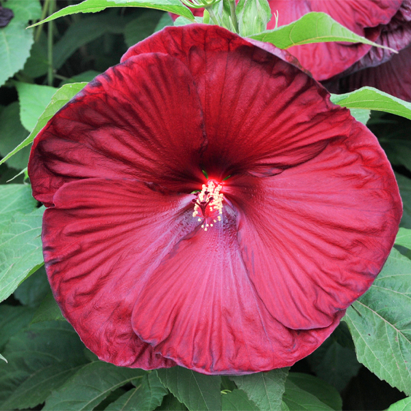 Hibiscus 'Heartthrob' 