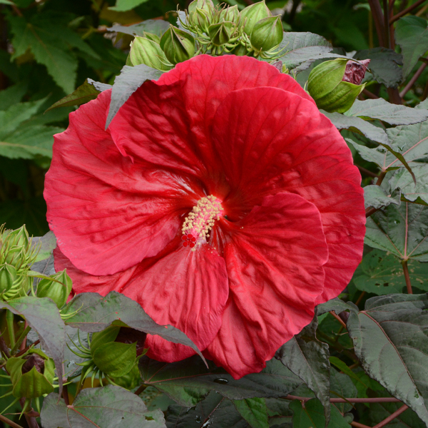 Hibiscus 'Mars Madness'