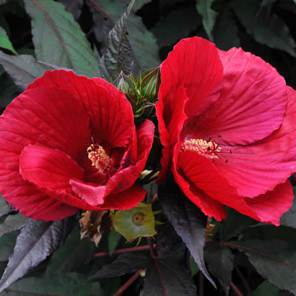 Hibiscus 'Midnight Marvel