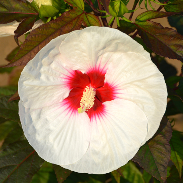 Hibiscus 'Mocha Moon'