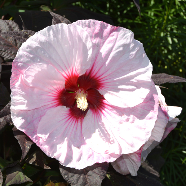 Hibiscus 'Perfect Storm' 