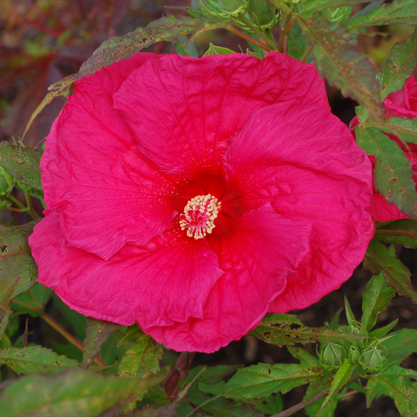 Hibiscus 'Sultry Kiss' 