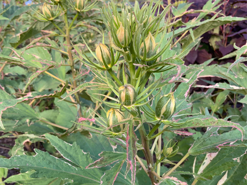 Hibiscus 'Summer Carnival' variegated buds