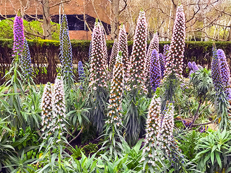 Echium fastuosum, or Pride of Madeira