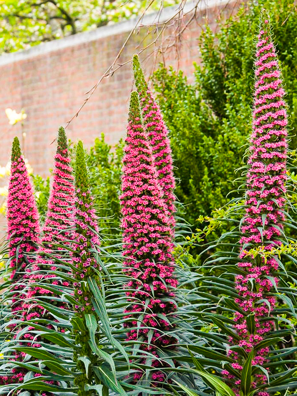 Echium ‘Red Rocket’