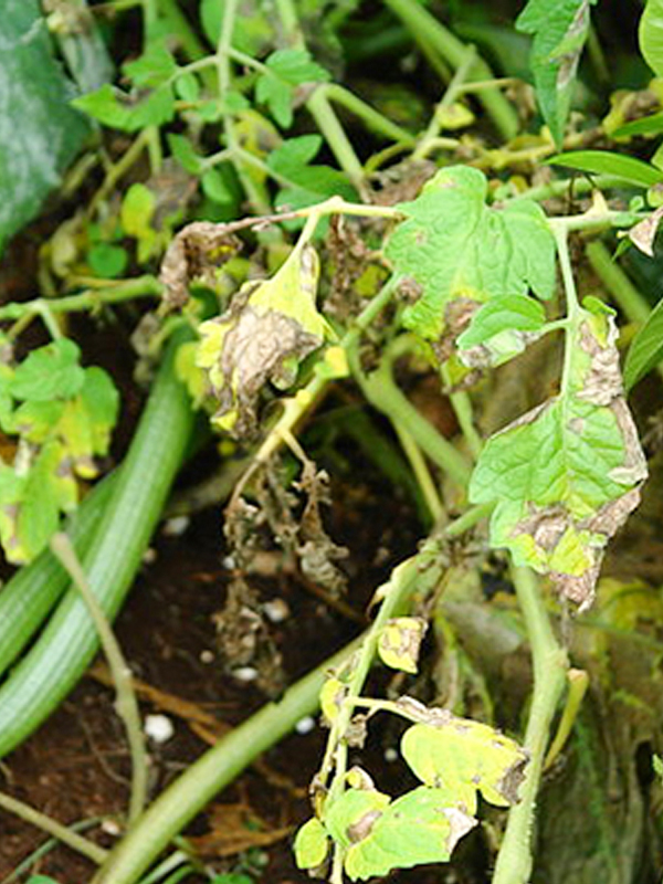 tomato blight