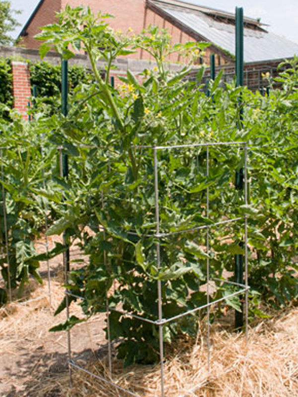 tomato cage