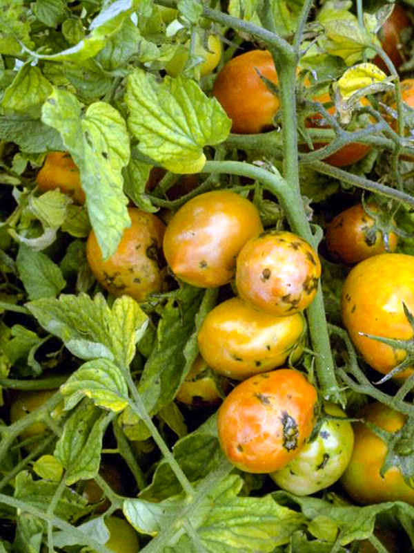 Tomato spotted wilt virus by William M. Brown Jr., Bugwood.org
