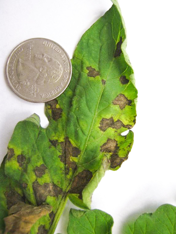 tomato spotted wilt virus