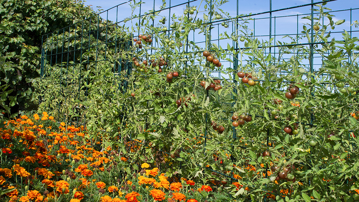 Trellised tomatoes benefit from support throughout the season, but especially once fruit begins to ripen.