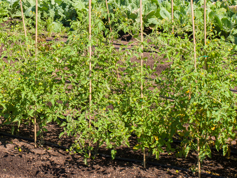 tomato stakes