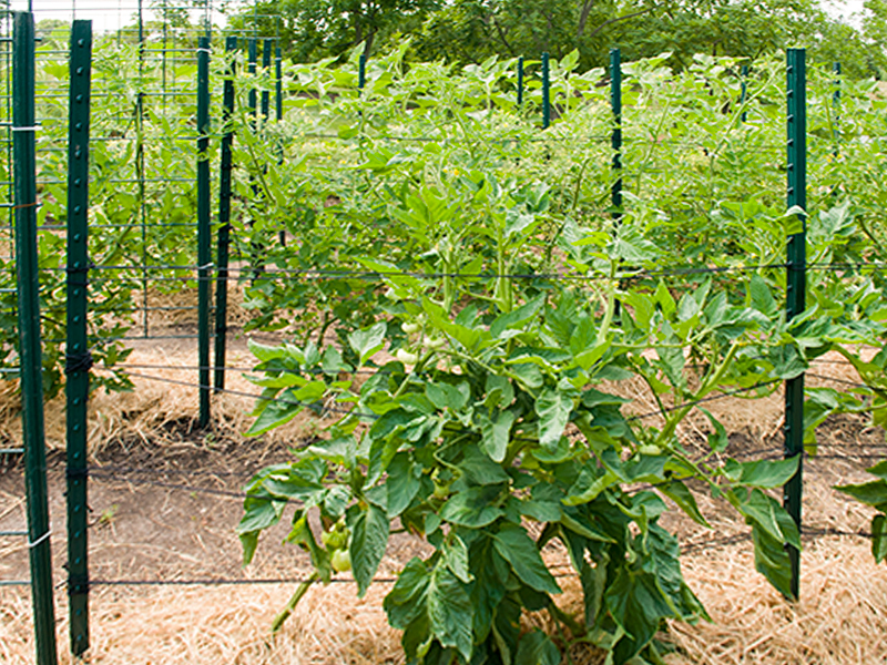 tomato trellis