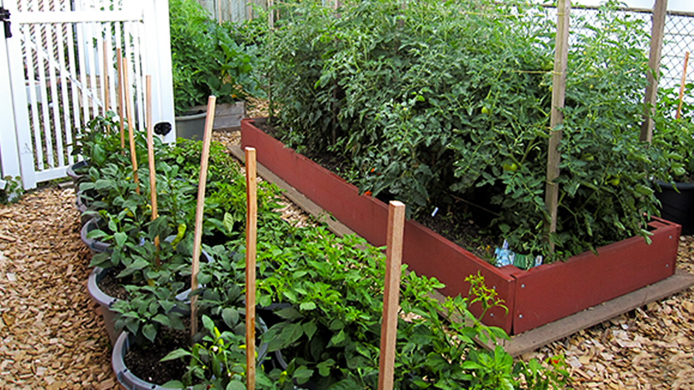 tomato garden