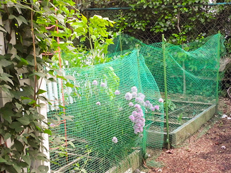 Bird netting over tomato plants in the garden