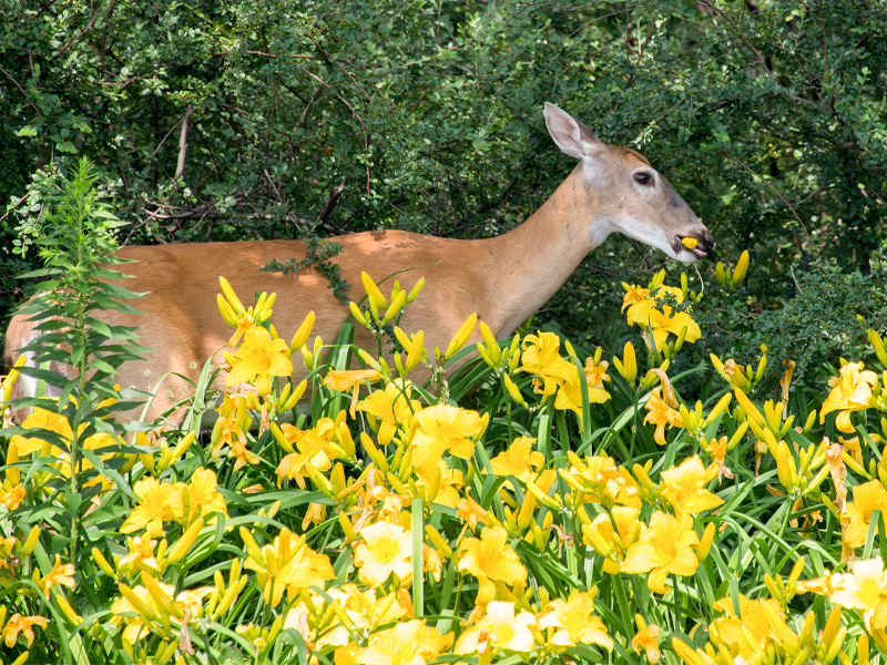 deer eating daylilly