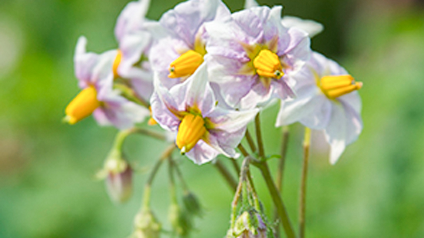 Solanum tuberosum 'Desiree' potato in bloom