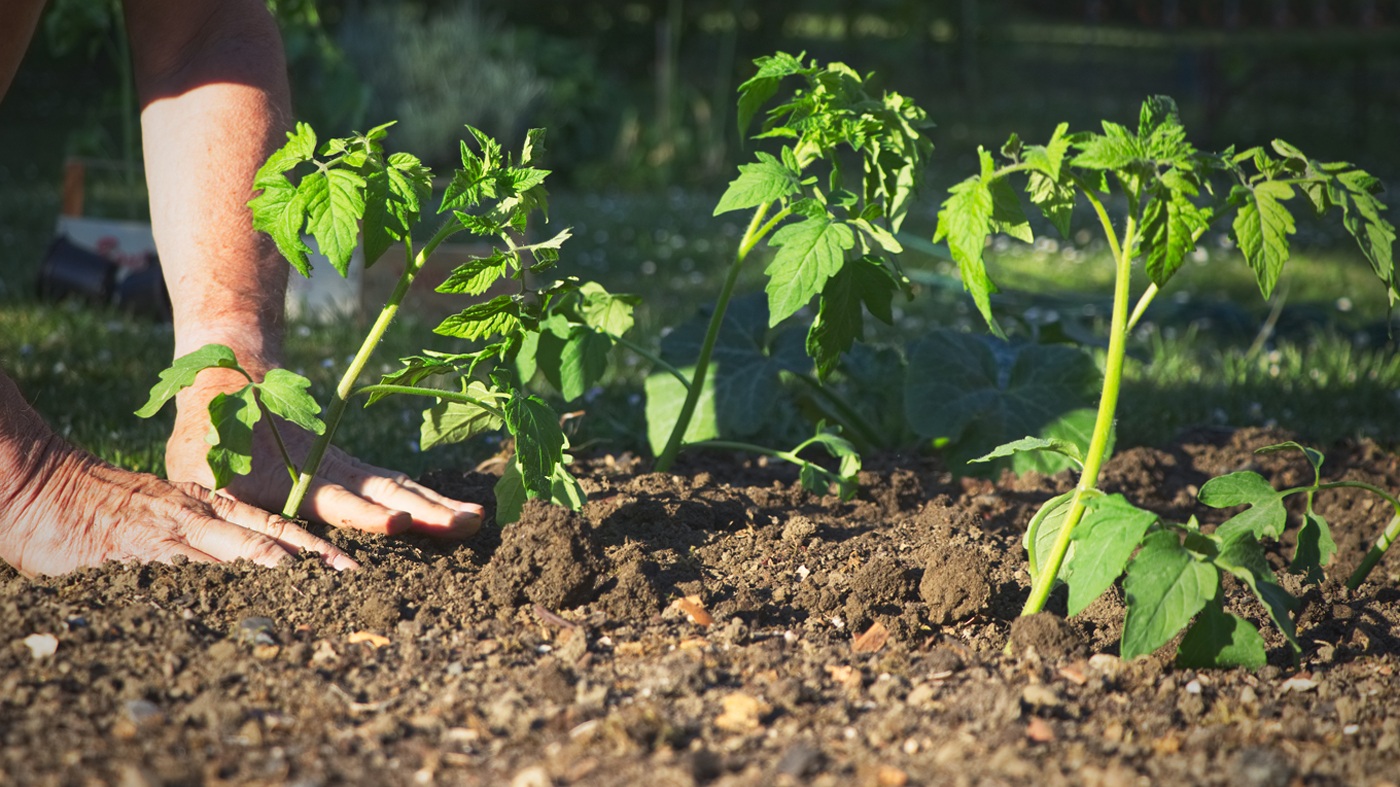 planting tomatoes