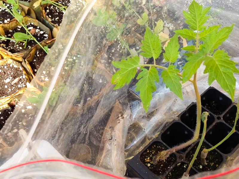 tomato grafting in bag