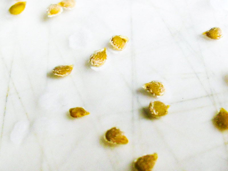 tomato seeds