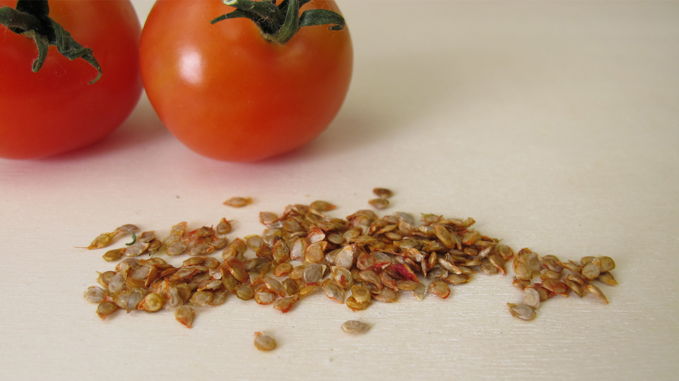 tomato seeds