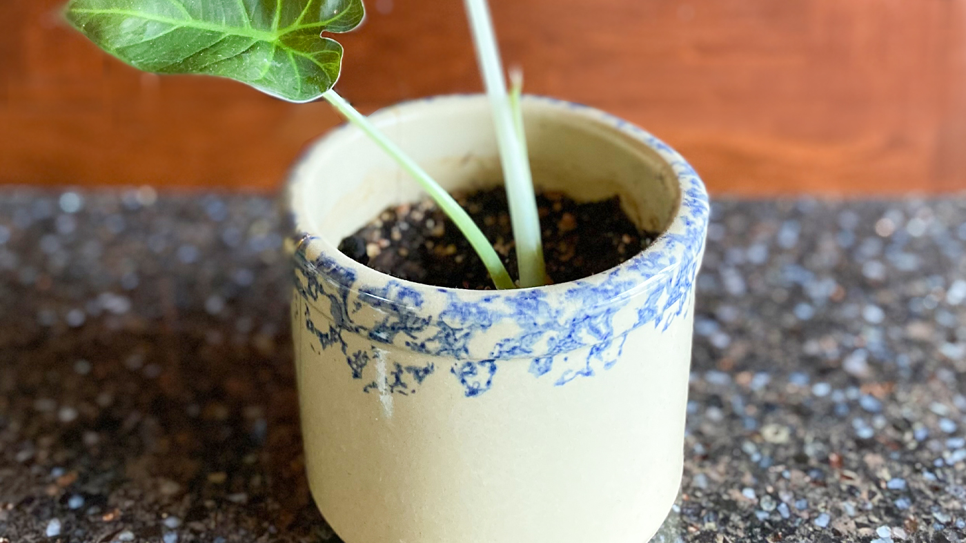 ceramic pot