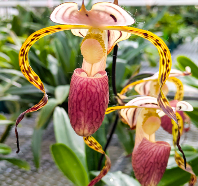 Paphiopedilum stonei
