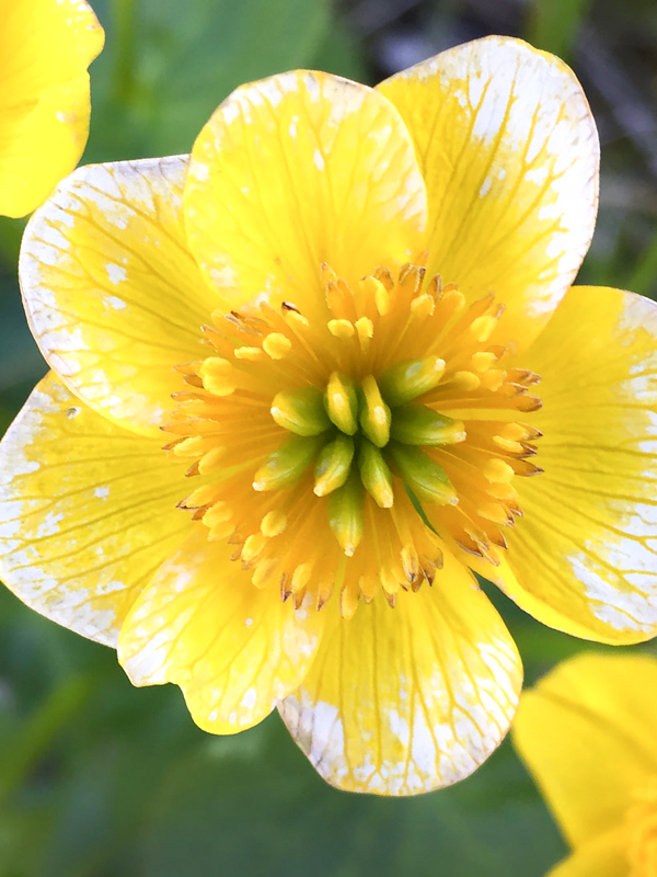 Caltha palustris