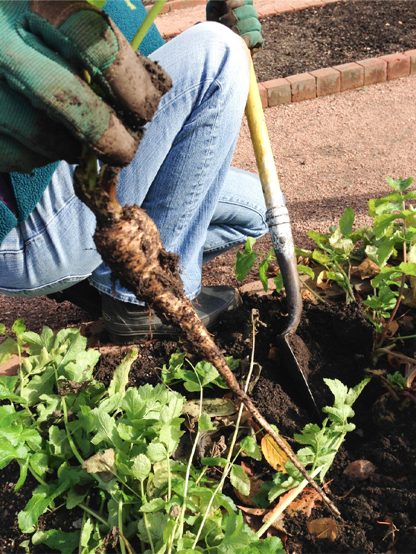 Parsnips  long tap roots