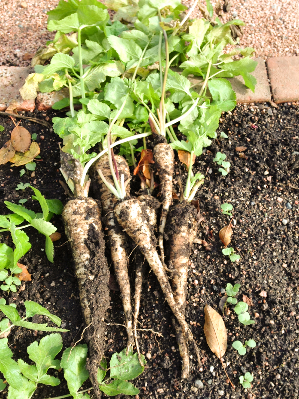 parsnip harvest