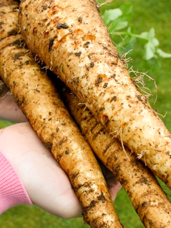 Harvested parsnips