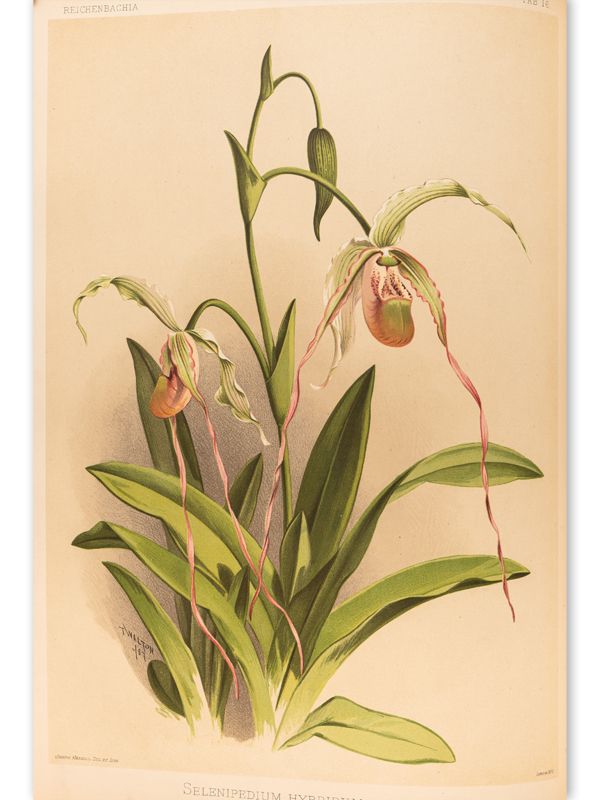 slipper orchid