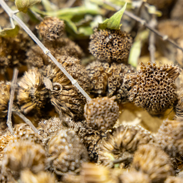 Bee balm (Monarda fistulosa) seeds