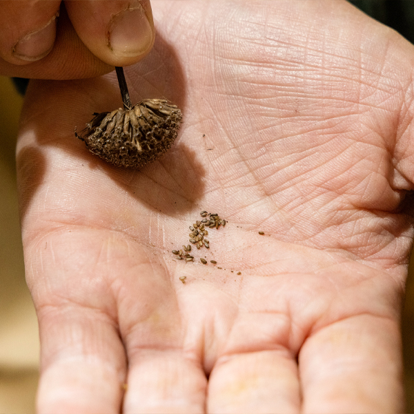 Bee balm seed in hand