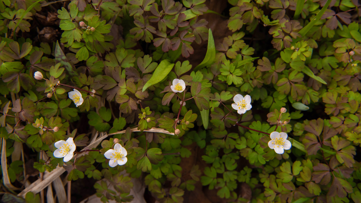 ChicagoBotanicGardenImage